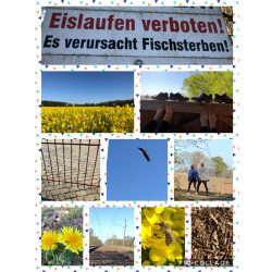 Der Sieger der Montagschallenge 5E: Spaziergang zum Staunen!