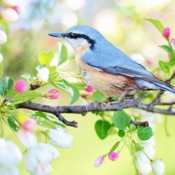 Junger Vogelkundler erklärt …